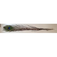 Single Peacock Feather